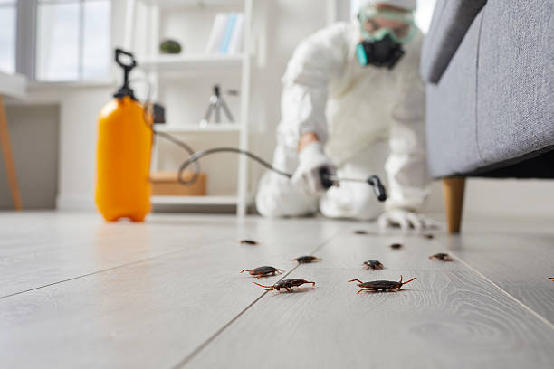 Commercial Rodent Management in Tusculum